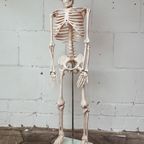 Anatomisch Model Skelet 84 Cm Hoog, 1980’S thumbnail 5