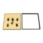 Set Van 6 Mannetjes Atlaskevers Xl Zwarte Houten Lijst Taxidermie thumbnail 3