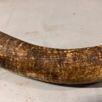 2x Grote Bufferhoorns, Ong. 100cm Lang Elk thumbnail 9