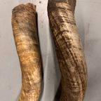 2x Grote Bufferhoorns, Ong. 100cm Lang Elk thumbnail 13