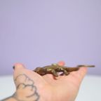 Gouden Bronzen Beeldje Hagedis thumbnail 4