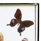 Kleurrijke Ingelijste Tropische Vlinders Taxidermie Opgezet Insect Display 7 Stuks thumbnail 12