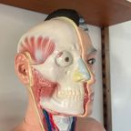 Anatomisch Model Man, Levensgroot. Torso Met Ingewanden, Medisch Voorbeeld thumbnail 10