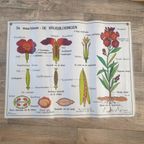 Vintage Mdi Hebri Biologie Botanische Schoolplaten 5 St thumbnail 11