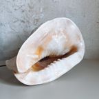 Grote Helmschelp Lamp, Cassis Cornuta thumbnail 2