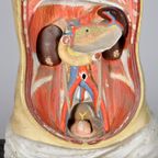 Anatomisch Model 23335 thumbnail 14