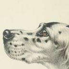 Kleuren Litho Leon Danchin Jachthond Spaniël Genummerd 150-300 thumbnail 6