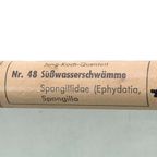 Jung Koch Quentell ‘Süßwasserschwämme’ 59903 thumbnail 6