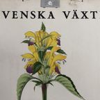 Botanische Schoolkaart Svenska Växter Hampdan “Dauwnetel” thumbnail 3