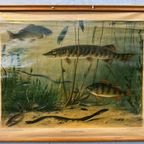 Vintage Linnen Schoolkaart – Zoetwatervissen thumbnail 2