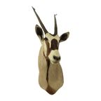 Prachtige Vintage Opgezette Oryx Antilope Gemsbok Taxidermie thumbnail 14
