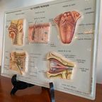 Vintage 3D Human Body Chart thumbnail 10