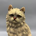 Perzische Kat Harvey Knox thumbnail 5