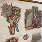 Respiratory Tract – Schoolkaart thumbnail 6