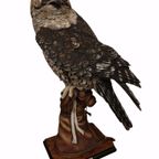 The Falconer Giuseppe Armani Limited Edition thumbnail 2