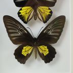 Ingelijste Vlinders Xl Troides Rhadamantus Full Body Taxidermie thumbnail 11