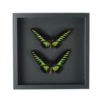 Ingelijste Vlinders Xl Trogonoptera Brookiana Birdwing Taxidermie thumbnail 6