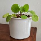 Witte Keramieken West Germany Vintage Bloempot thumbnail 8