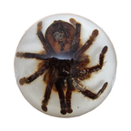 Vintage Opgezette Vogelspinnen In Epoxy Usa thumbnail 10