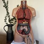 Torso🫀 thumbnail 3