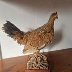 Opgezette Kip Taxidermy Vintage thumbnail 5