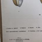 Botanische Schoolplaat Blomväxternas Byggnad Vruchten En Zaden thumbnail 5