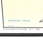 Dr Lips Baupläne Des Tierreichs ‘Vögel’ 59854 thumbnail 5