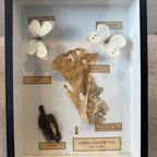 4x Didactische Vitrines – Entomologie – Vlinders thumbnail 6