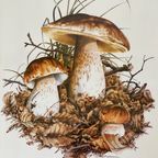 Set Van 3 Vintage Mushroom / Paddenstoelen Prenten - Tage Andersen - Denemarken thumbnail 4