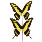 Grote Tropische Vlinders Onder Houten Stolp Papilio Thoas Taxidermie thumbnail 6