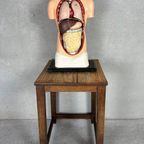 Antiek Anatomisch Model (Small) – Plaaster En Papier Maché thumbnail 3