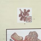 Medische Schoolplaat - Ademhaling En Longen thumbnail 10