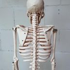 Anatomisch Model Skelet 84 Cm Hoog, 1980’S thumbnail 7