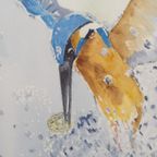 Aquarel "ijsvogel" Christine Desender thumbnail 2