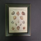 Vintage Mini Schoolposter Over Schelpen In Lijst thumbnail 3
