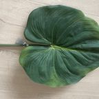 Zijden Bladeren Silk-Ka Alocasia thumbnail 4