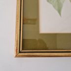 Os Morel Schilderij Vintage Tekening Flora Hedera thumbnail 8