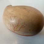 Antiek Anatomisch Model (small) – Plaaster En Papier Maché thumbnail 10