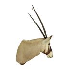 Prachtige Vintage Opgezette Oryx Antilope Gemsbok Taxidermie thumbnail 13