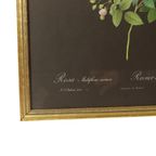 Vintage Sixties Bloemen Ingelijste Botanische Kaarten P.J. Redouté thumbnail 9