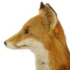 Mooie Opgezette Vos Op Eiken Plank Vulpes Vulpes Vintage Taxidermie thumbnail 11