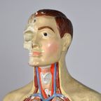 Anatomisch Model 23335 thumbnail 8