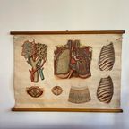 Respiratory Tract – Schoolkaart thumbnail 9