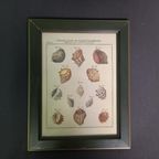 Vintage Mini Schoolposter Over Schelpen In Lijst thumbnail 9