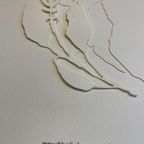 Jessica Toliver, Gewohnlicher Wundklee, Signed Paper-cutting Is One Of Only 50 Limited-edition thumbnail 8