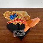 Anatomisch Model Van Menselijk Oor thumbnail 10