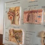 Vintage 3D Human Body Chart thumbnail 4