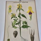 Botanische Schoolkaart Svenska Växter Hampdan “Dauwnetel” thumbnail 7