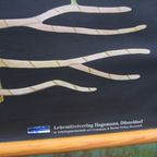 Vintage Botanische Schoolkaart thumbnail 5
