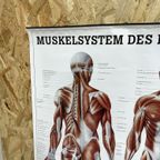 Duitse Anatomie Poster thumbnail 3